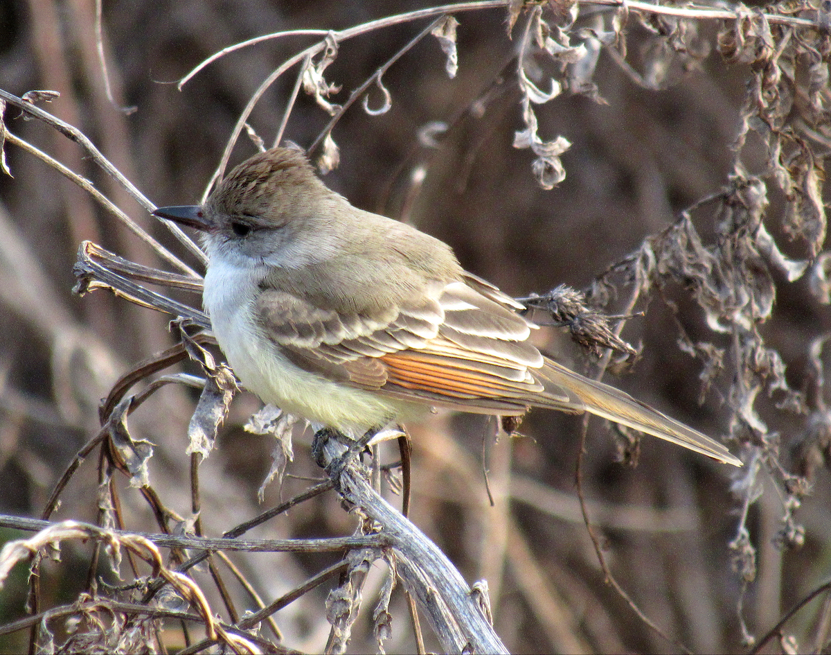 Ash-throated Flycatcher - ML190895501