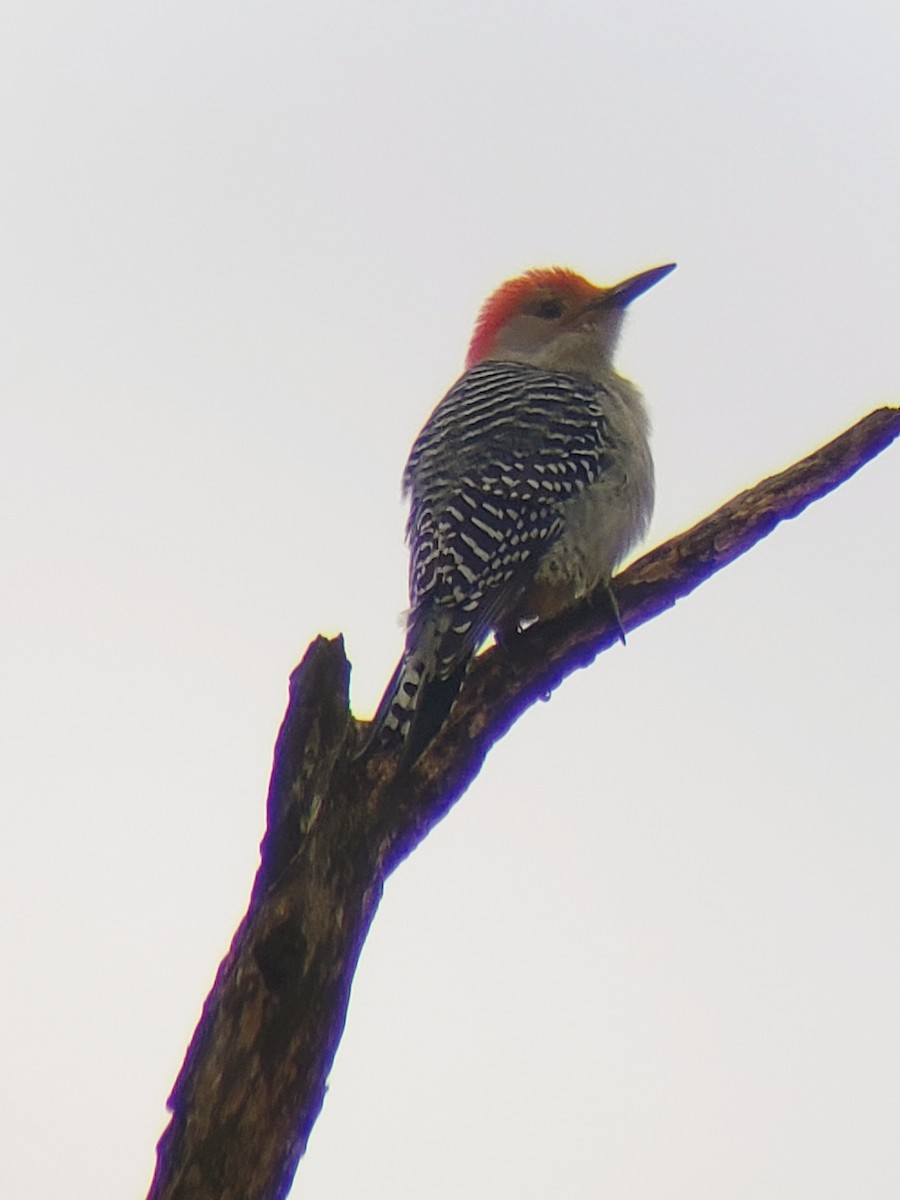 Red-bellied Woodpecker - ML190895671