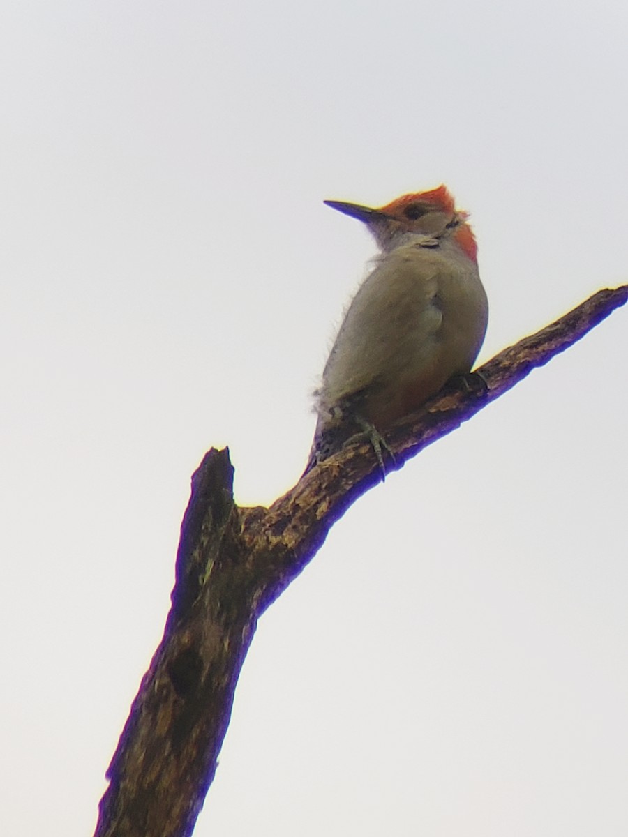 Red-bellied Woodpecker - Matthew Krawczyk