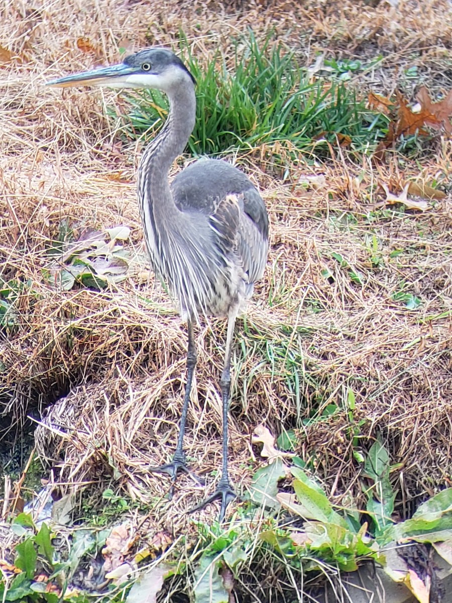 Great Blue Heron - ML190895771