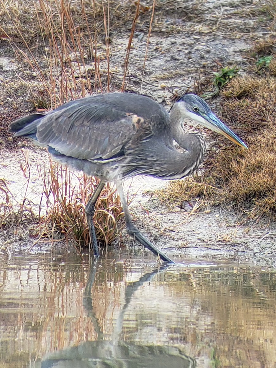 Great Blue Heron - ML190895791