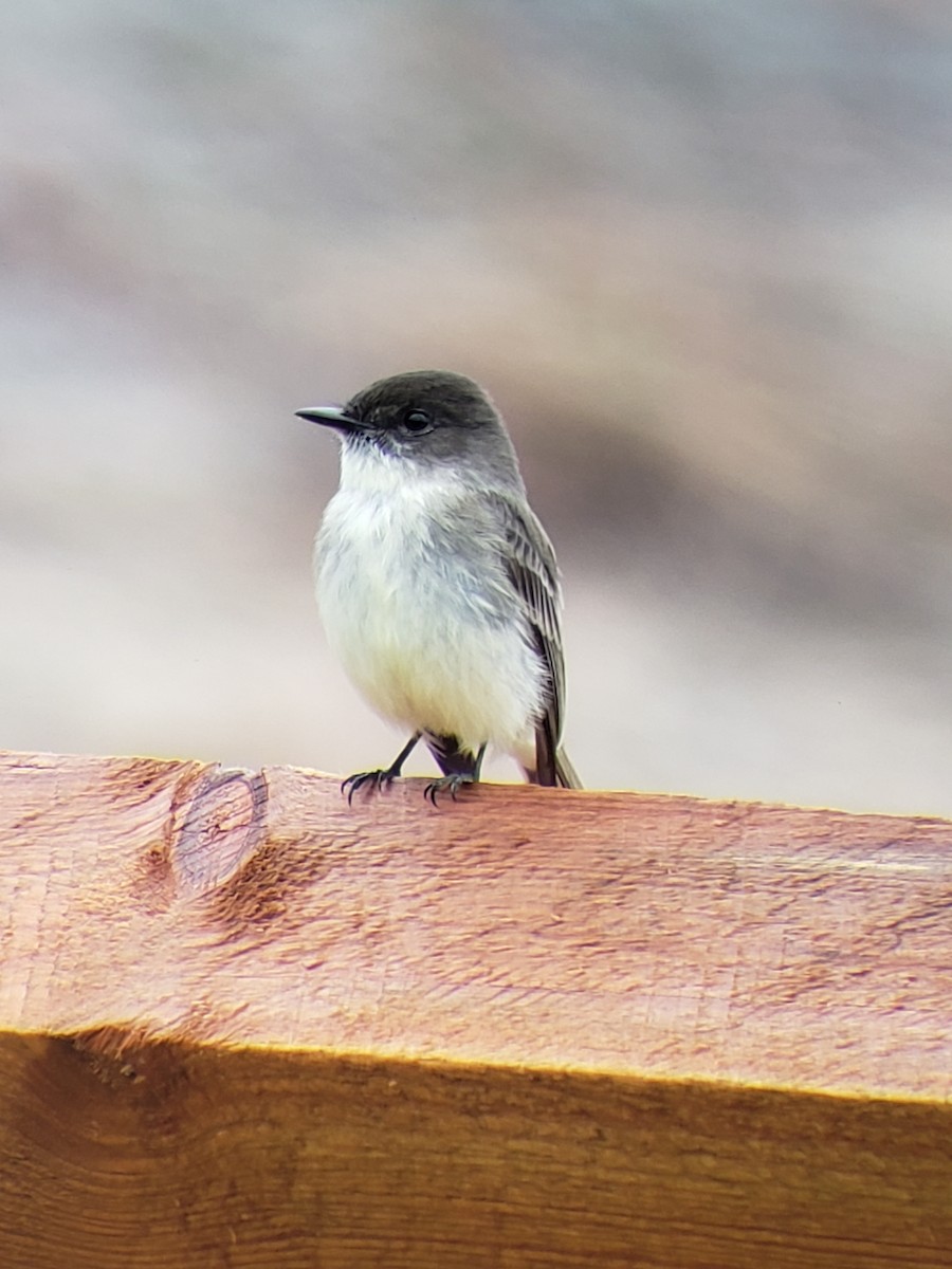 Eastern Phoebe - ML190895931