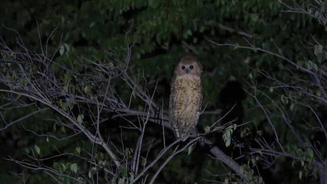 Pel's Fishing-Owl - ML190895941