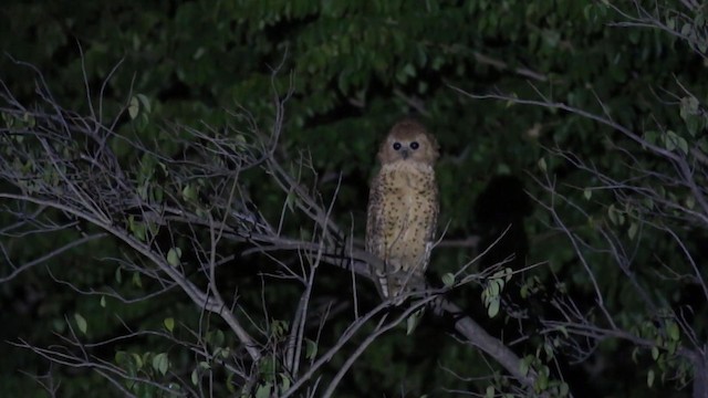 Pel's Fishing-Owl - ML190895941