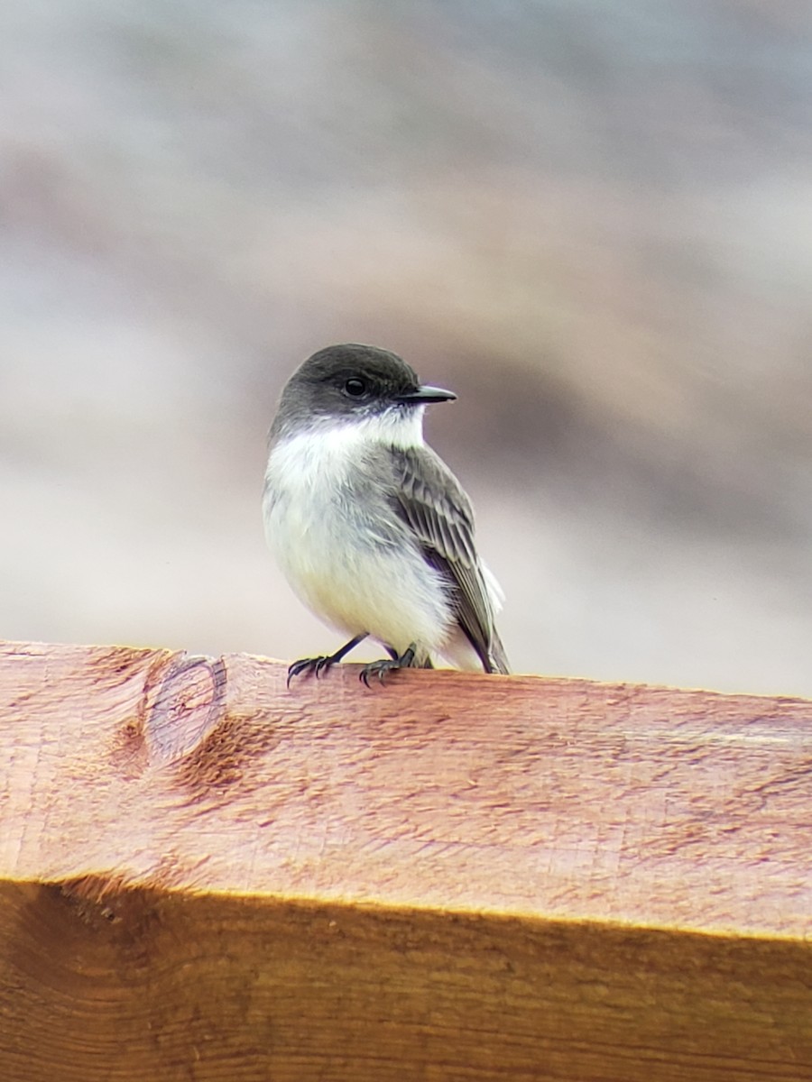 Eastern Phoebe - ML190895971