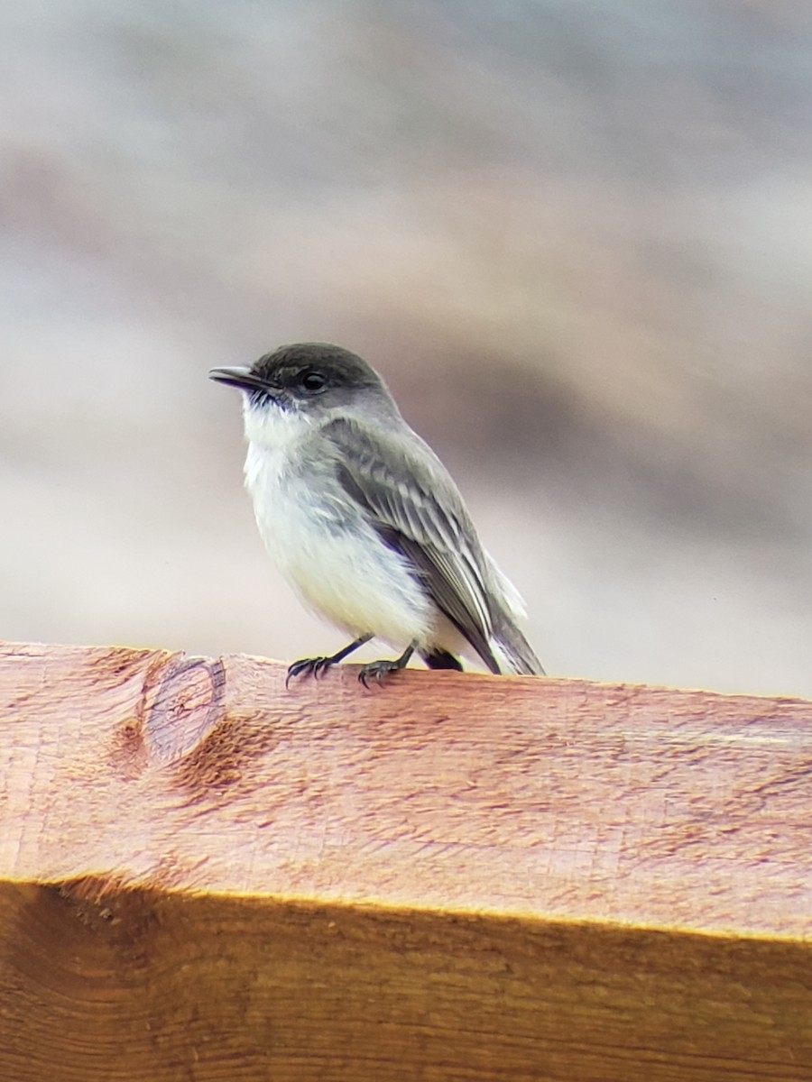 Eastern Phoebe - ML190896001