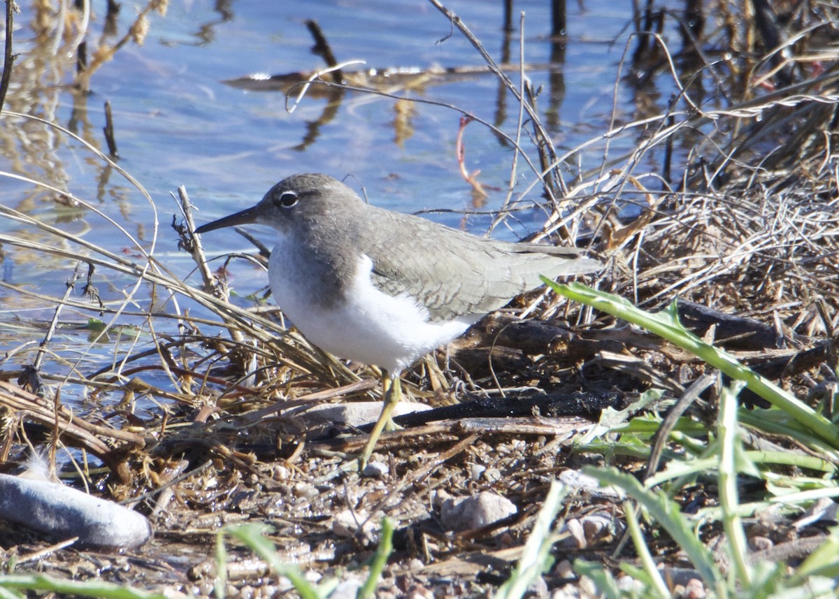 Spotted Sandpiper - ML190896441