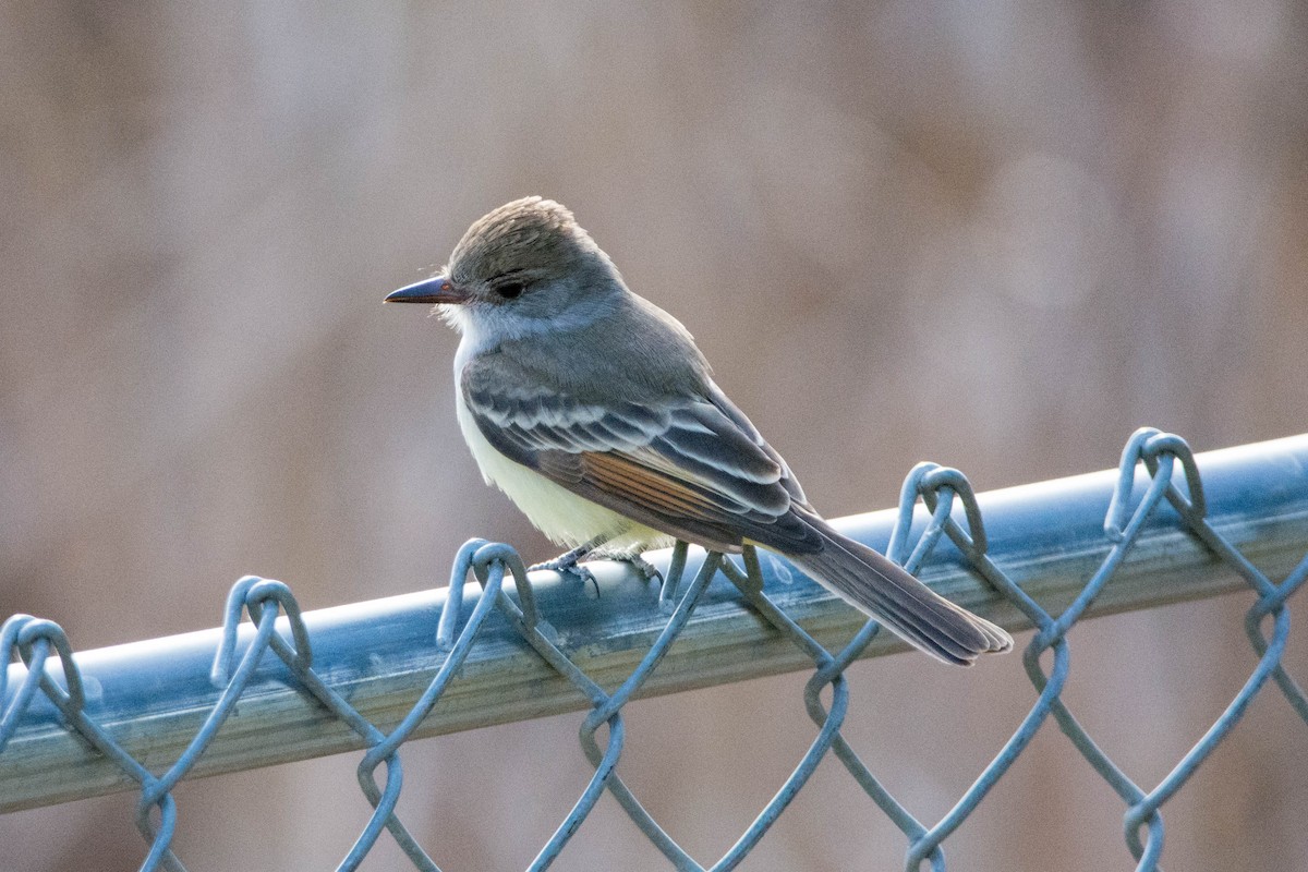 Ash-throated Flycatcher - Mike Defina 🦅