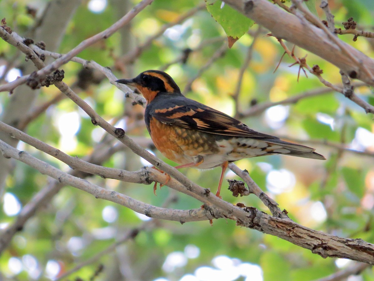 Varied Thrush - Brian Daniels