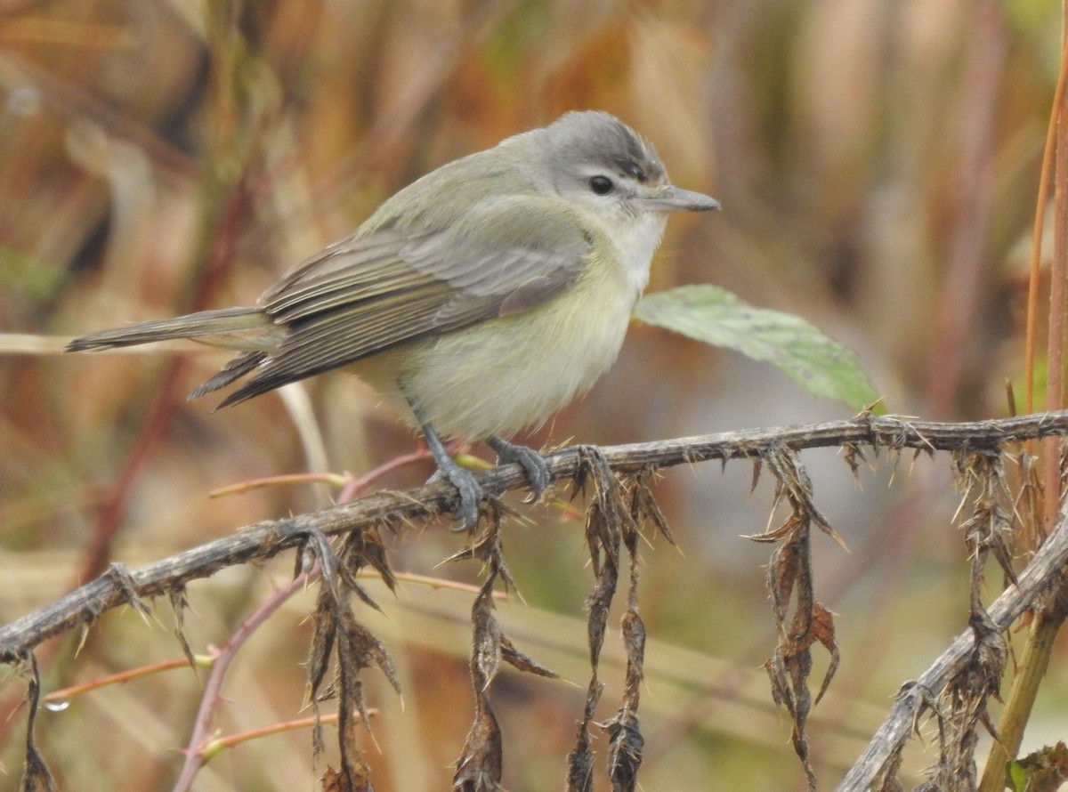 Eastern Warbling Vireo - Kari Warner