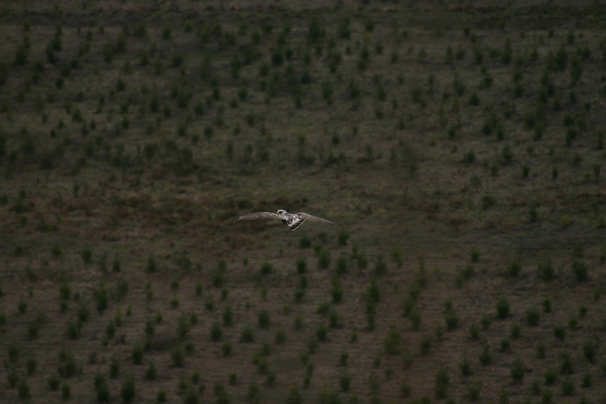 Rough-legged Hawk - ML190900561