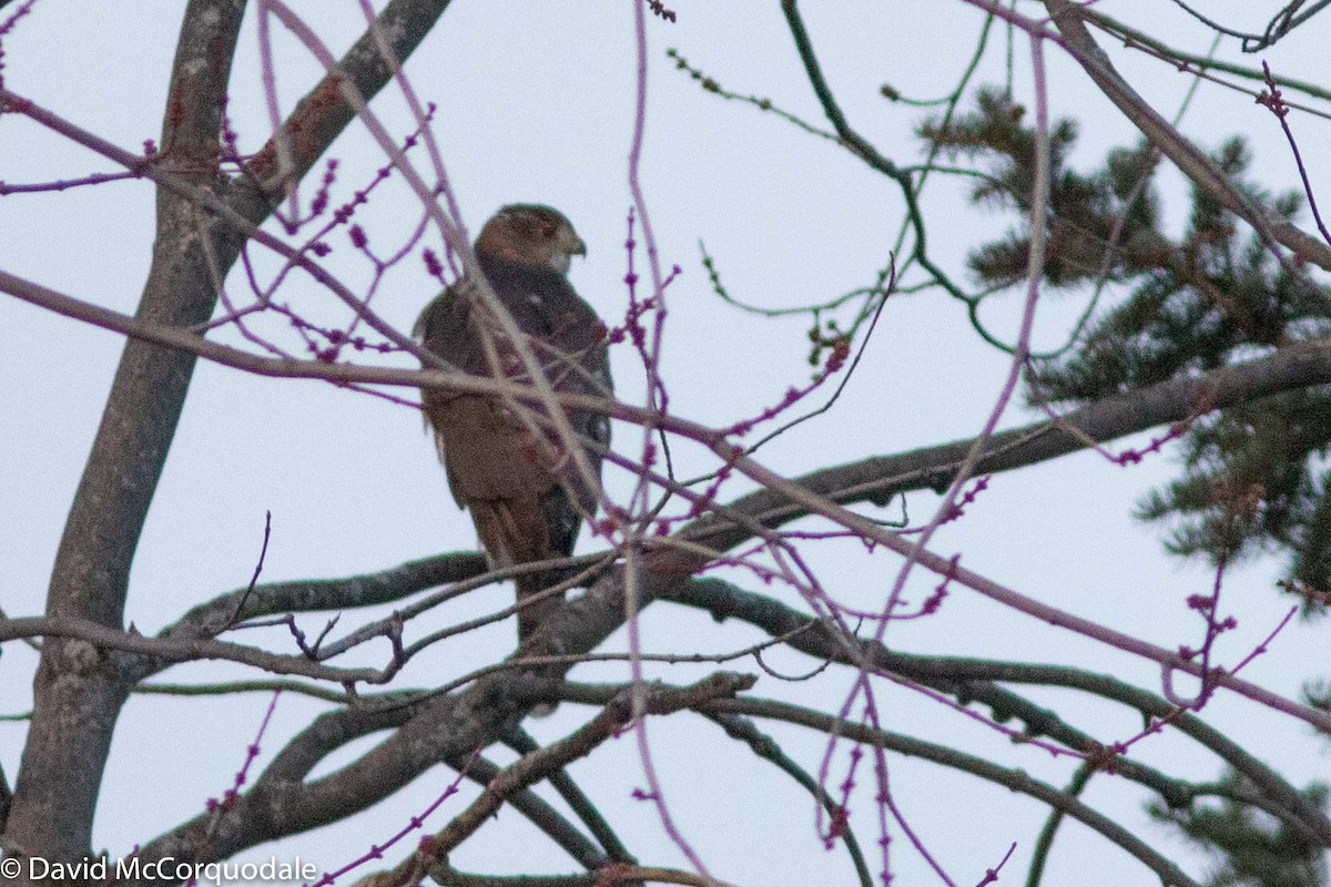 Cooper's Hawk - ML190900951