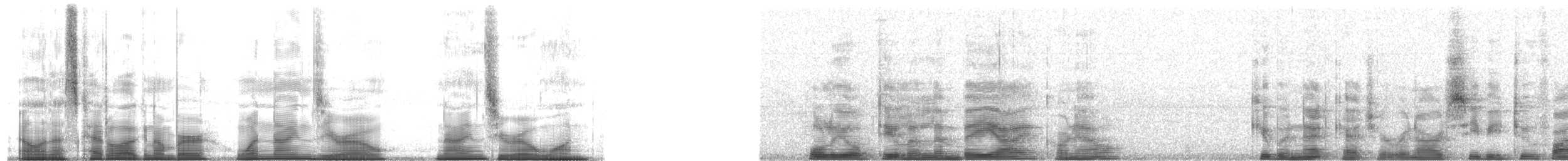 Cuban Gnatcatcher - ML190901