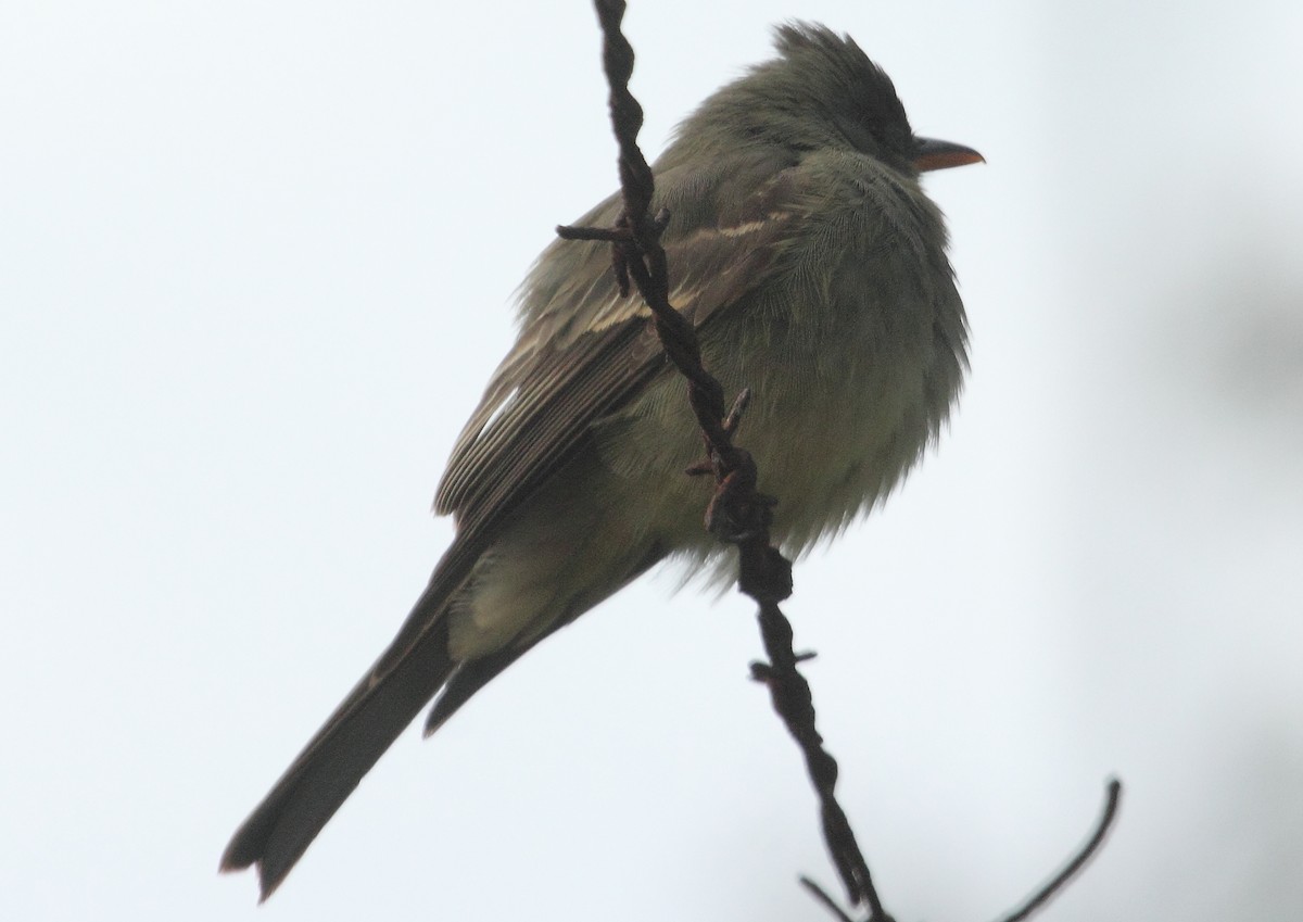 Greater Pewee - ML190901681