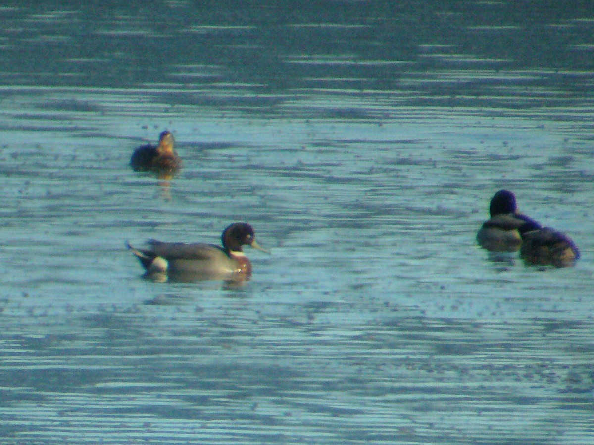 Mallard x Northern Pintail (hybrid) - ML190902501