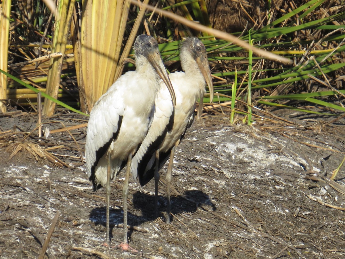 Wood Stork - ML190903611