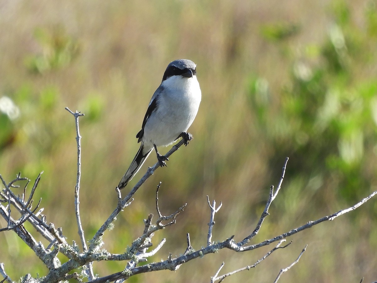 Loggerhead Shrike - Shane Carroll