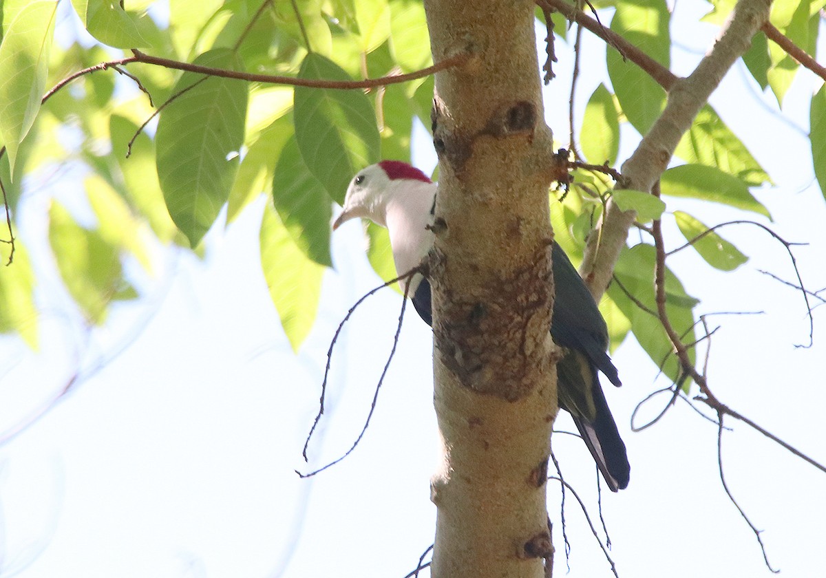 Red-naped Fruit-Dove - ML190905051