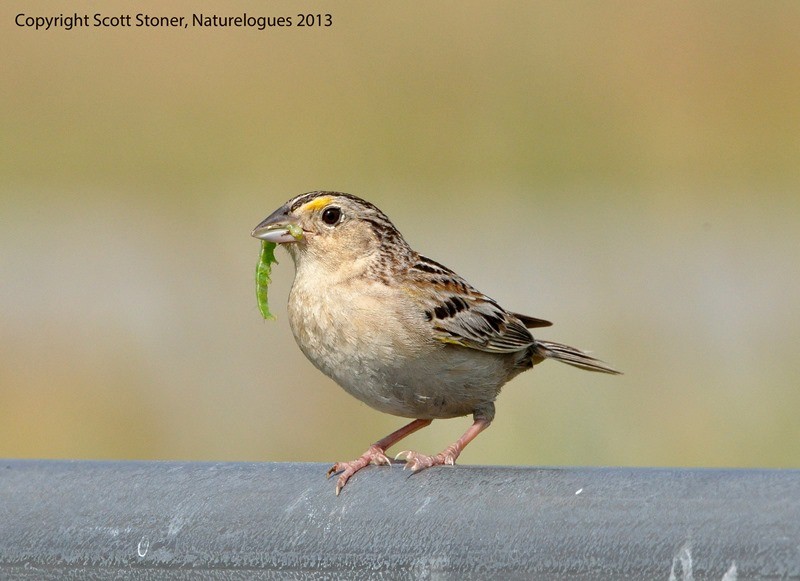 Grasshopper Sparrow - ML190905241