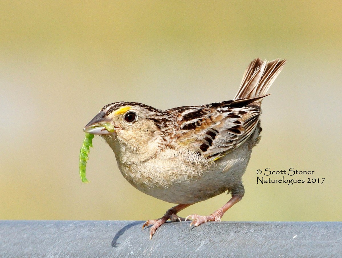 Grasshopper Sparrow - ML190905271