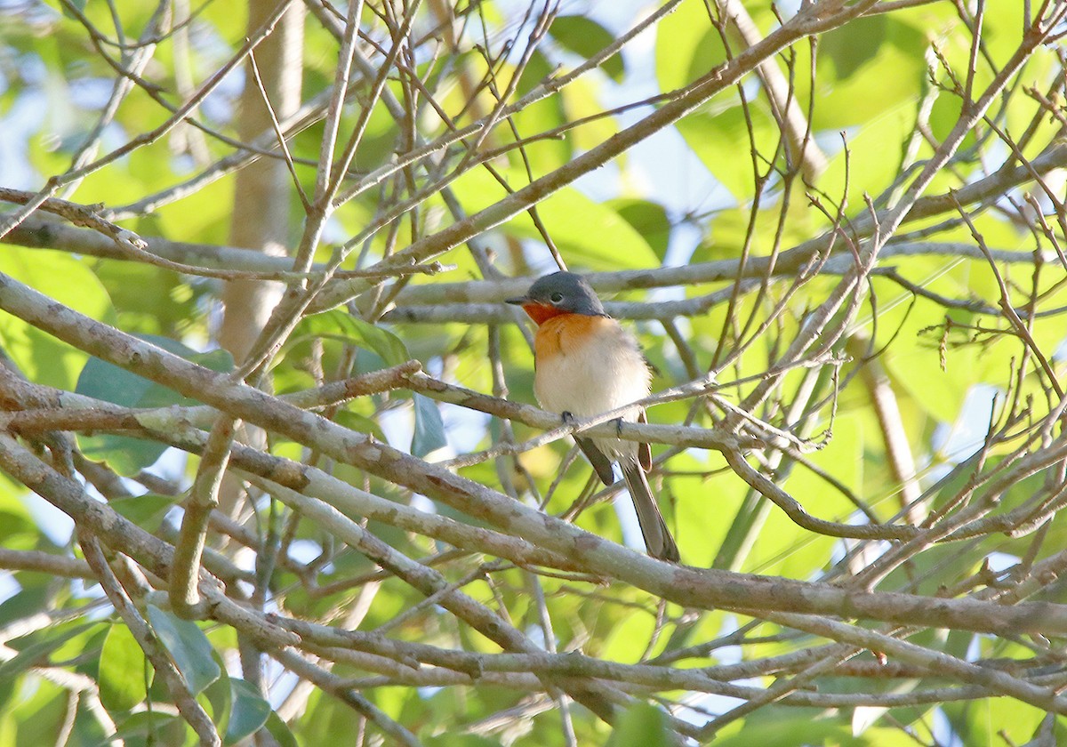 Broad-billed Flycatcher - Anonymous