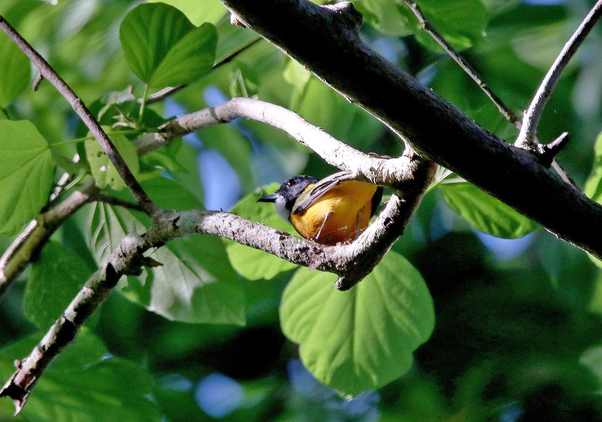 Rusty-breasted Whistler - ML190905581