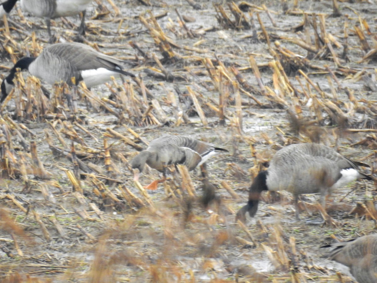 Greater White-fronted Goose - ML190905911