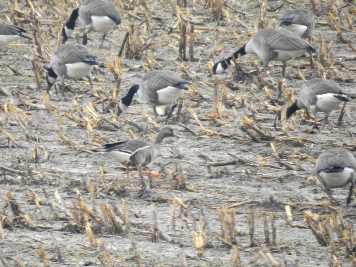 Greater White-fronted Goose - ML190905931