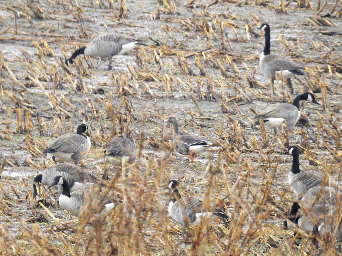 Greater White-fronted Goose - ML190905941