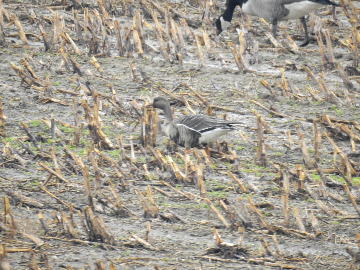 Greater White-fronted Goose - ML190905951