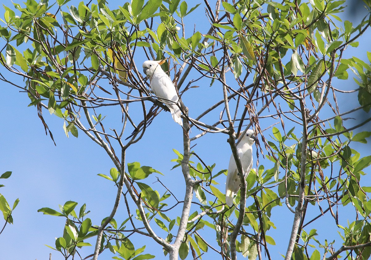 Citron-crested Cockatoo - ML190907271