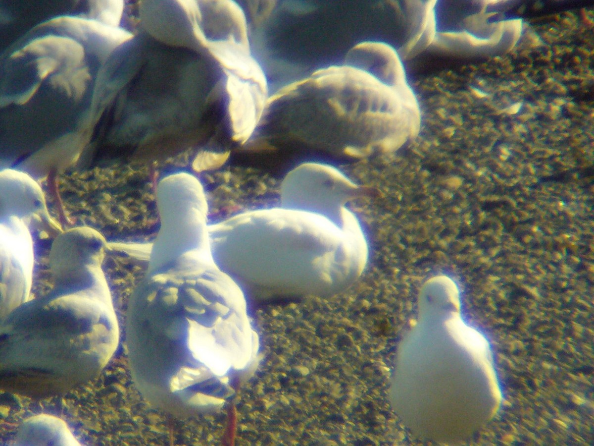 Gaviota (Larus) sp. - ML190908041