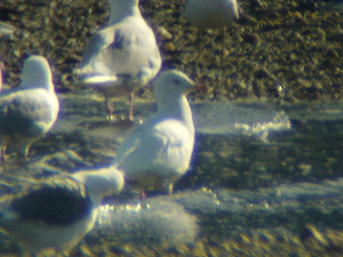 goéland sp. (Larus sp.) - ML190908091