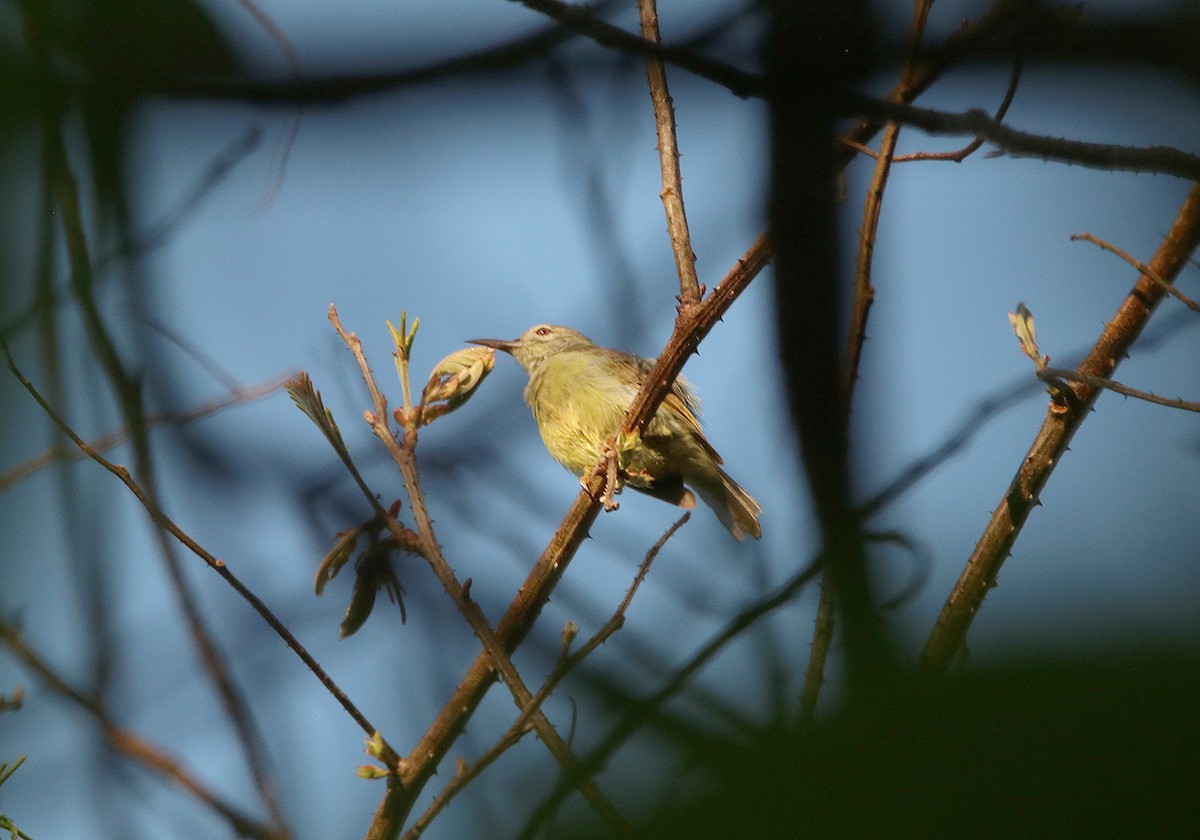 Apricot-breasted Sunbird - ML190908131