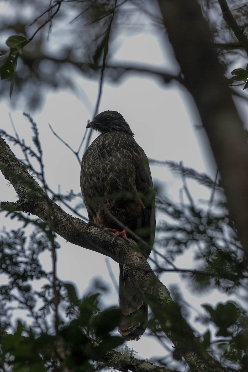 Andean Guan - ML190908441