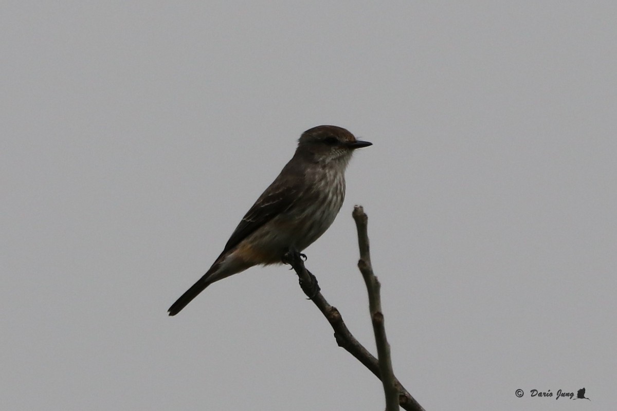 Vermilion Flycatcher - ML190911391