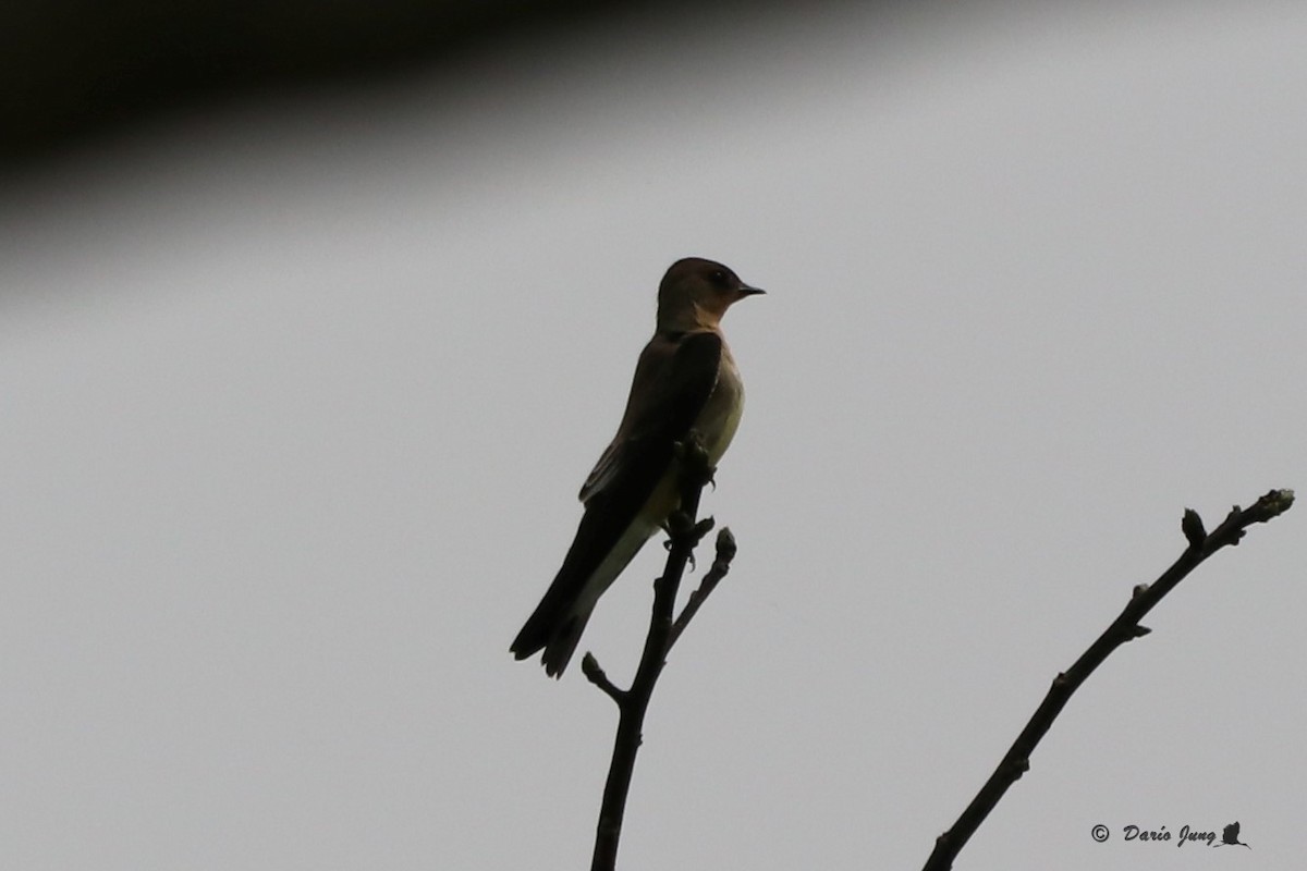 Southern Rough-winged Swallow - Darío Jung