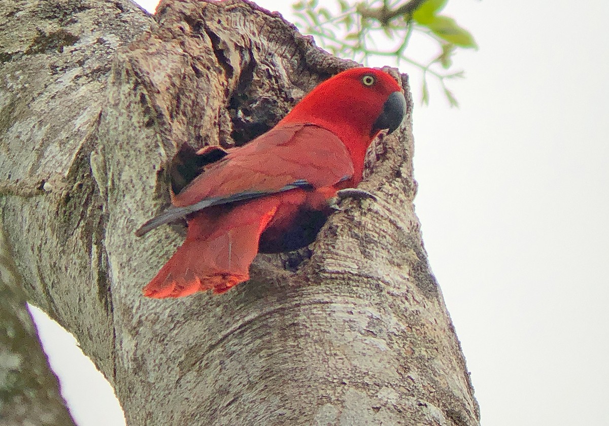 Sumba Eclectus - ML190911701