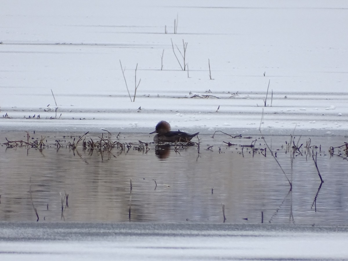 Hooded Merganser - ML190912231