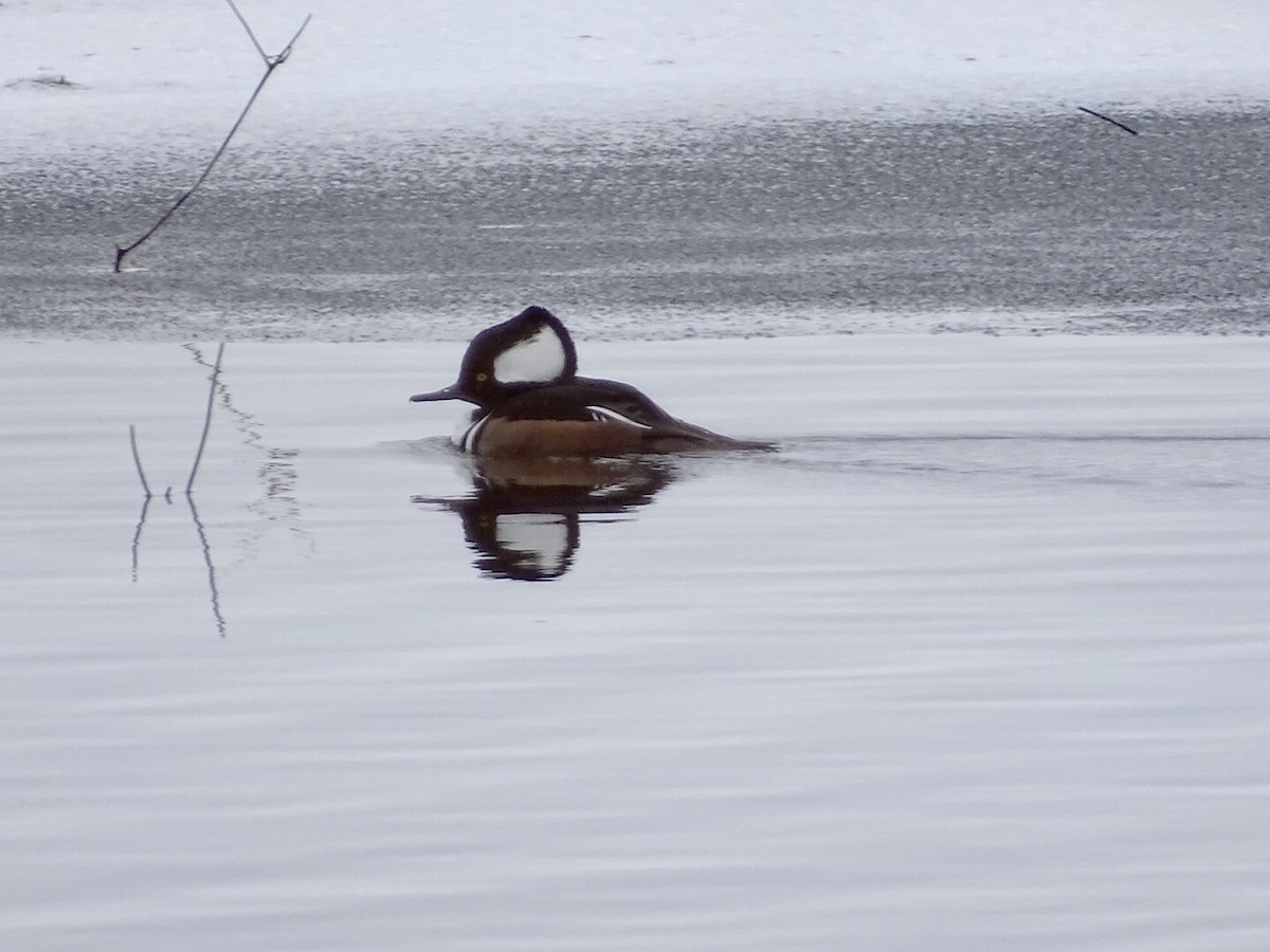 Hooded Merganser - ML190912241