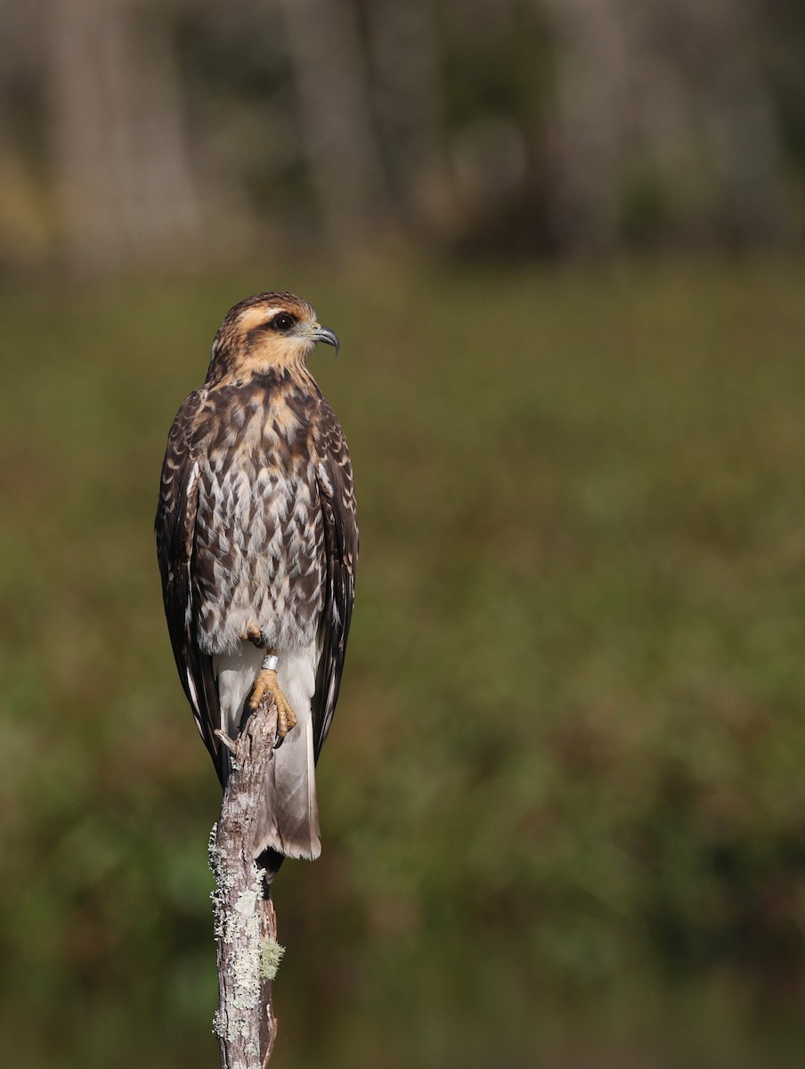 Snail Kite - ML190912271