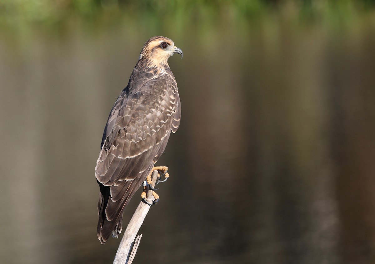 Snail Kite - Ezra Staengl