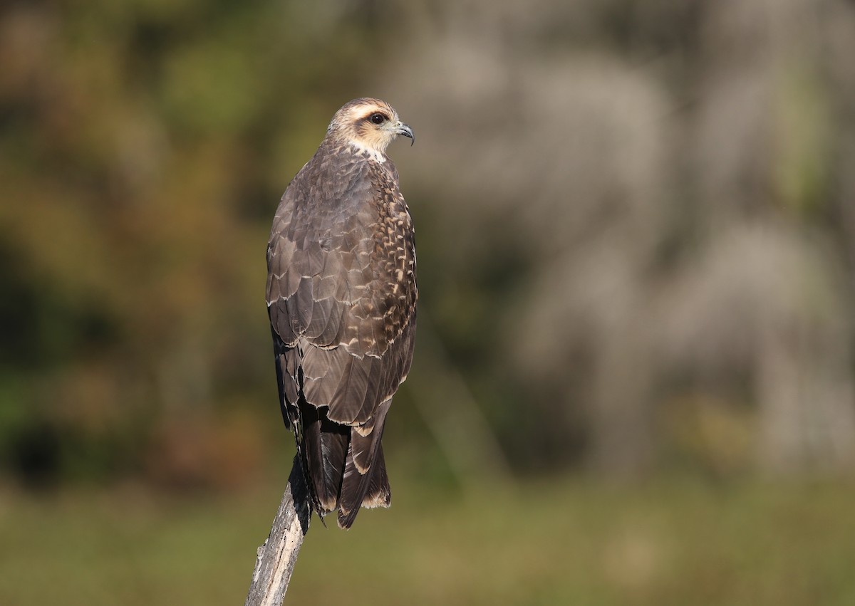 Snail Kite - ML190912301