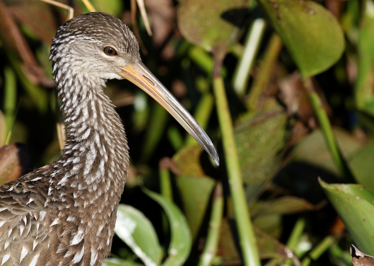 Limpkin - ML190912361