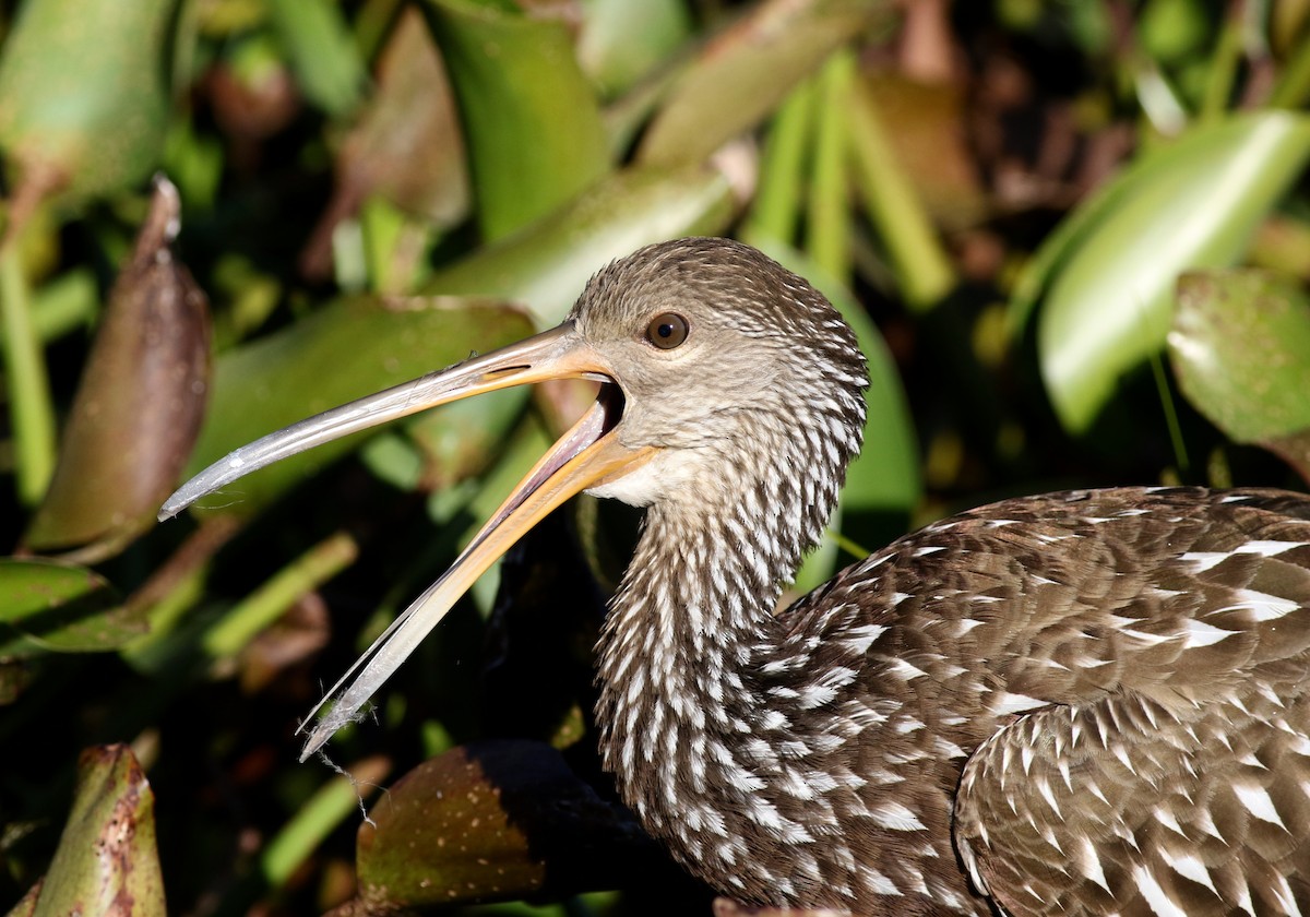 Limpkin - ML190912371