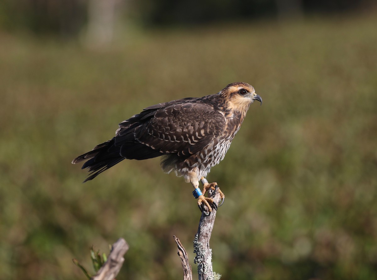 Snail Kite - ML190912381