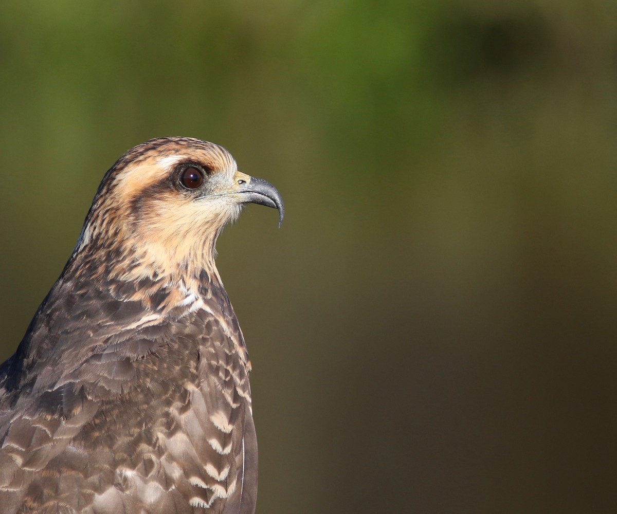 Snail Kite - ML190912481