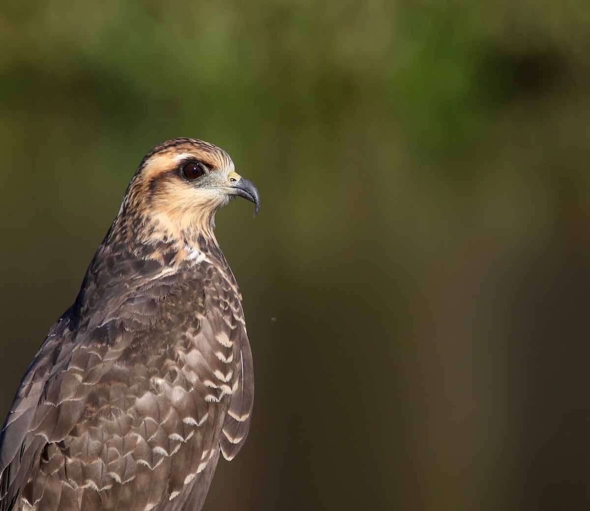 Snail Kite - ML190912491