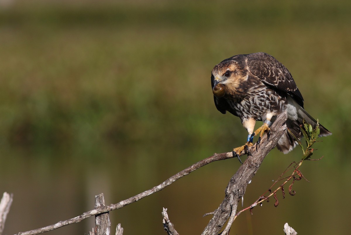 Snail Kite - ML190912501