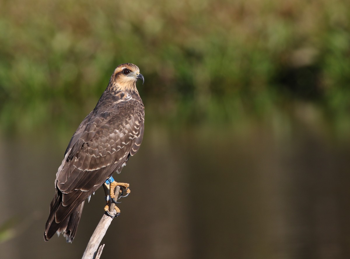 Snail Kite - Theo Staengl